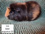 Cavia's uit asiel, Dieren en Toebehoren, Cavia