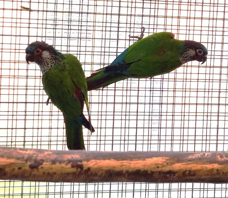 Pyrrhura Picta-Picta, Dieren en Toebehoren, Vogels | Parkieten en Papegaaien, Parkiet, Meerdere dieren, Geringd