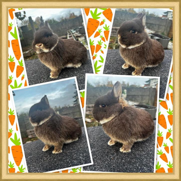 Kleurdwergje, Dieren en Toebehoren, Konijnen, Dwerg, Mannelijk, 0 tot 2 jaar