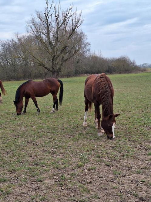 Kleine pensionstalling heeft stallen vrij, Dieren en Toebehoren, Stalling en Weidegang