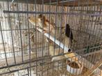 Oiseaux, Meerdere dieren, Zangkanarie