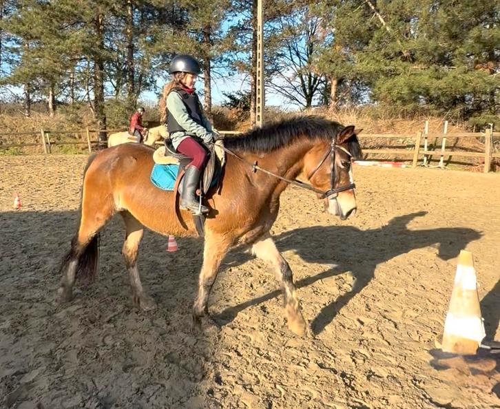 Brave lieve pony, Dieren en Toebehoren, Pony's, Merrie, B