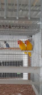 Vogels, Dieren en Toebehoren, Ophalen of Verzenden, Zo goed als nieuw
