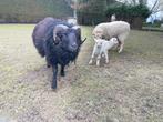 Ouessant rammetje zwart, Mannelijk, Schaap, 3 tot 5 jaar