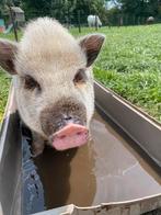 Gezocht BEER mini varken om te kweken met ons zeug je, Dieren en Toebehoren, Schapen, Geiten en Varkens