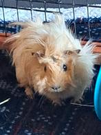2 lieve zeugjes zoeken thuis, Août, Domestique, Cobaye, Femelle