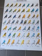Poster kleur grasparkieten, Dieren en Toebehoren, Vogels | Parkieten en Papegaaien