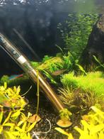 tetra vissen en aziatische garnalen, Dieren en Toebehoren, Vissen | Aquariumvissen