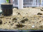 helena slakken / assassin snails, Dieren en Toebehoren, Ophalen, Zo goed als nieuw, Overige typen