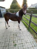 Recreatiepaard (tricolor), Minder dan 160 cm, B, 0 tot 2 jaar, Hengst