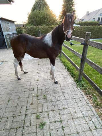 Recreatiepaard (tricolor) beschikbaar voor biedingen
