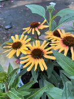 Echinacea SunSeekers ‘Tequila’ P17cm, Ophalen, Zomer, Vaste plant