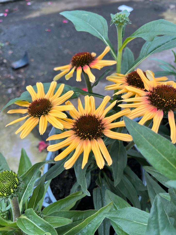 Echinacea SunSeekers ‘Tequila’ P17cm, Tuin en Terras, Planten | Tuinplanten, Vaste plant, Zomer, Ophalen
