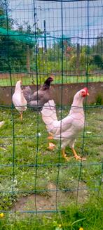 Poules pondeuses