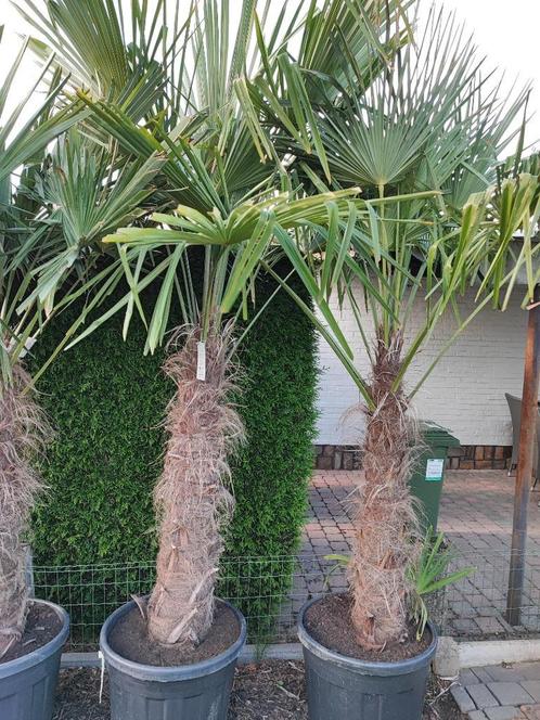 Trachycarpus fortunei, Jardin & Terrasse, Plantes | Arbres, Palmier, 250 à 400 cm, Ombre partielle, Printemps, En pot, Enlèvement