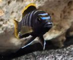 Labidochromis mbamba bay malawi cichliden, Dieren en Toebehoren, Vis, Zoetwatervis