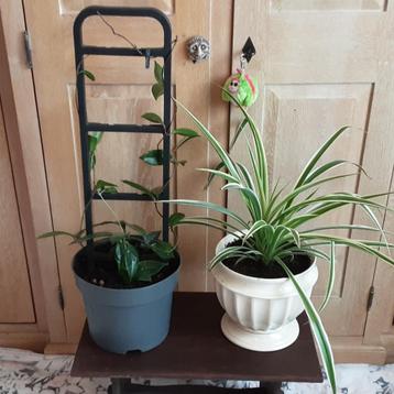 Mooie kamerplanten 10€ allebei, 7€/st beschikbaar voor biedingen