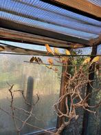 Kanaries, Dieren en Toebehoren, Vogels | Kanaries, Meerdere dieren, Kleurkanarie