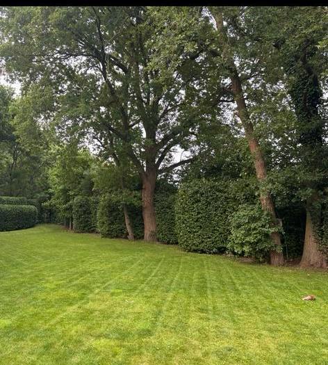 Beukenhaag te koop, Tuin en Terras, Planten | Struiken en Hagen, Haag, Beukenhaag, 250 cm of meer, Ophalen