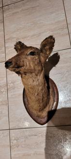 Opgezete reebok, Verzamelen, Dierenverzamelingen, Ophalen