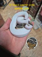 À vendre, Animaux & Accessoires, Reptiles & Amphibiens