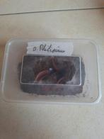 Tarantula, Dieren en Toebehoren, Reptielen en Amfibieën