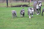 American Bully pups - nog 3 mooie getrainde teefjes, België, Overige rassen, CDV (hondenziekte), 8 tot 15 weken