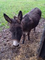 MINI ezel 90 cm, Animaux & Accessoires, Chevaux, Étalon