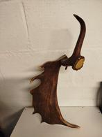 Damherten gewei (Dama Dama ), Ophalen