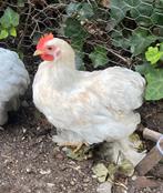 Kriel cochin haan, Dieren en Toebehoren, Pluimvee, Mannelijk, Kip