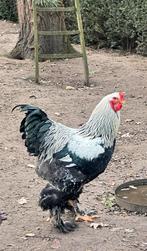 Prachtige jonge Brahma haan te koop!, Dieren en Toebehoren, Pluimvee, Mannelijk, Kip