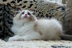 Super lieve mooie raszuivere bi-color ragdoll kitten !!!, Dieren en Toebehoren, Katten en Kittens | Raskatten | Langhaar, Kater