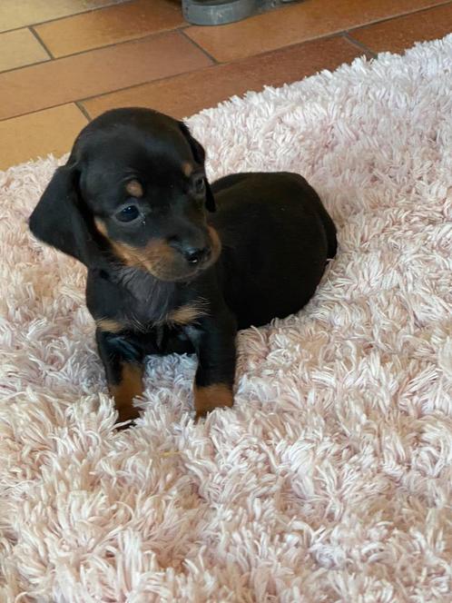 teckel pups,teefje,dwerg,TIELT-WINGE, Dieren en Toebehoren, Honden | Teckels en Dashonden, Teef, Korthaar, Dwerg, Fokker | Professioneel