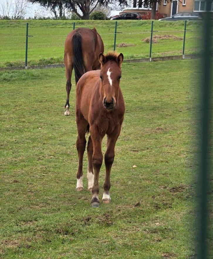 Emerald van't Ruytershof x For Pleasure hengstveulen, Dieren en Toebehoren, Paarden, Hengst, 0 tot 2 jaar, Springpaard, Met stamboom