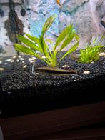 Siamese algeneters, Dieren en Toebehoren, Ophalen