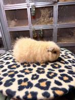Ch teddy beertjes, Dieren en Toebehoren, Knaagdieren, Cavia, Mannelijk, Tam, Oktober