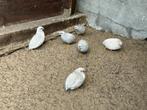 Chinese dwergkwartels te koop, Dieren en Toebehoren, Meerdere dieren