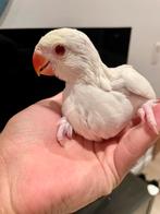 Creemino halsbandparkiet baby van 5 weken oud, Dieren en Toebehoren, Vogels | Parkieten en Papegaaien, Parkiet