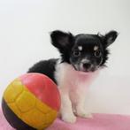 X Chihuahua (croisement) chiots Belges à vendre, Commerçant, Autres races, 8 à 15 semaines, Plusieurs