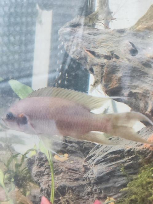 Lamprologus brichardi cichliden, Dieren en Toebehoren, Vissen | Aquariumvissen, Zoetwatervis, Vis
