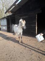 Fjord veulen, Dieren en Toebehoren, Paarden, Onbeleerd, Hengst, Gechipt