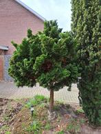Dwergcypres, Tuin en Terras, Planten | Bomen, Bloeit niet, 100 tot 250 cm, Ophalen, Volle zon
