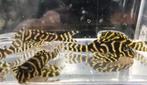 L136/L173b/L333 goldline, Dieren en Toebehoren, Vissen | Aquariumvissen