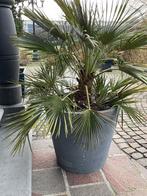 2planten - inclusief potten!, Enlèvement