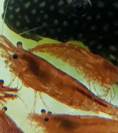 Hobbyaquarium Vuurgarnalen mooi op kleur, Dieren en Toebehoren, Vissen | Aquariumvissen, Zoetwatervis, Vis