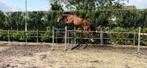 5 jarig springpaard te koop, Dieren en Toebehoren, Springpaard, Gechipt, Ruin, Zadelmak