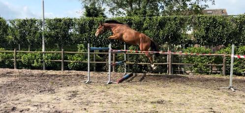 5 jarig springpaard te koop, Dieren en Toebehoren, Paarden, Ruin, Zadelmak, 170 tot 175 cm, 3 tot 6 jaar, Springpaard, Met stamboom