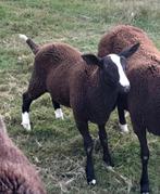 zwartbles ram, Dieren en Toebehoren, Mannelijk, Schaap, 0 tot 2 jaar