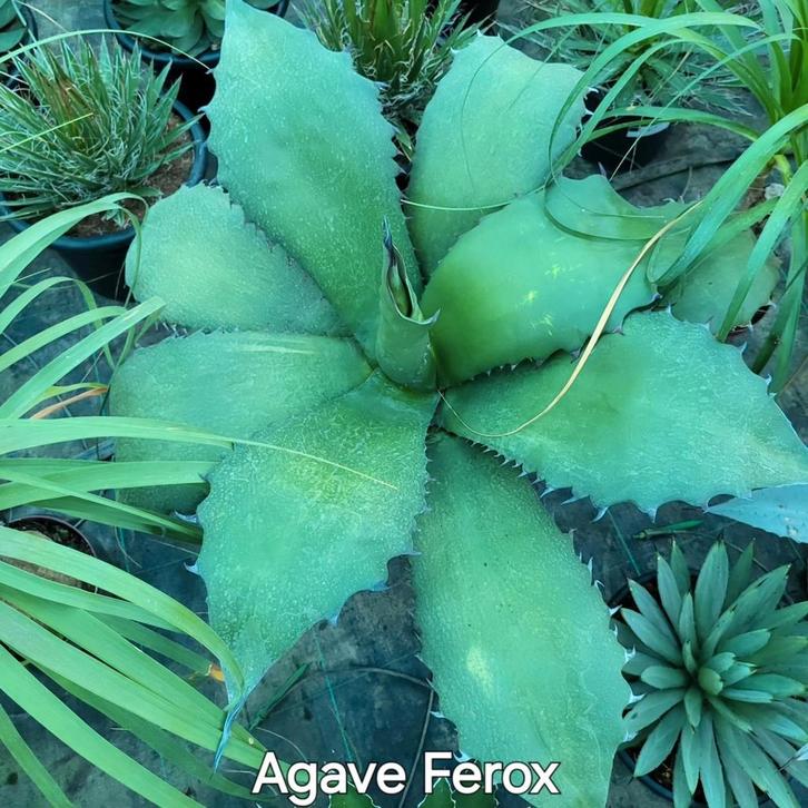 Férox d'agave, Jardin & Terrasse, Bulbes & Semences, Enlèvement ou Envoi