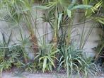 Thrachycarpus Fortunei palmboom Stam 90cm grootte 1.5 meter, Tuin en Terras, Planten | Bomen, Ophalen, Palmboom